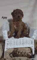 Ajay, a male Cavapoo for sale in Cadott, WI – 6 of 10