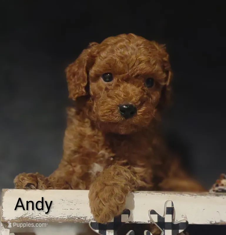 Andy – Cavapoo puppy for sale in Cadott, WI