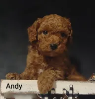 Andy, a male Cavapoo for sale in Cadott, WI – 1 of 10