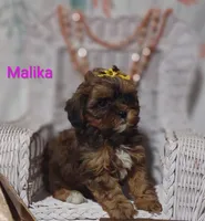 Malika , a female Shihpoo for sale in Cadott, WI – 9 of 10