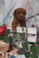 Taryn , a female Cavapoo for sale in Cadott, WI – 4 of 8