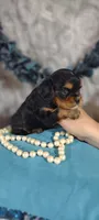 Caesar , a male Cavalier King Charles Spaniel for sale in Cadott, WI – 8 of 10