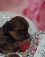 Myla, a female Shihpoo for sale in Cadott, WI – 9 of 10