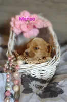 Marlee , a female Shihpoo for sale in Cadott, WI – 6 of 10