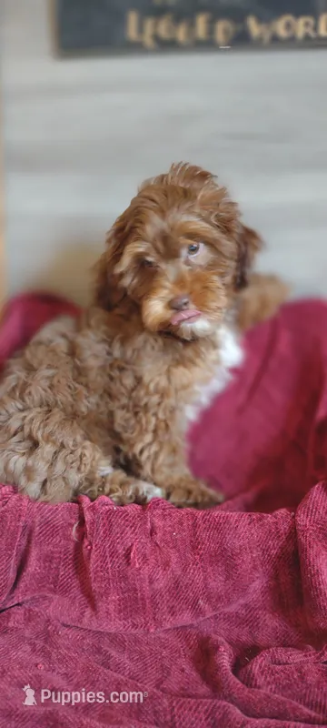 Maxwell  – Shihpoo puppy for sale in Cadott, WI
