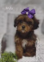 Myla, a female Shihpoo for sale in Cadott, WI – 8 of 10