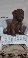 Atticus , a male Cavapoo for sale in Cadott, WI – 3 of 9