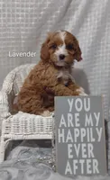 Lavender , a female Cavapoo for sale in Cadott, WI – Photo 8 of 10