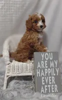Lavender , a female Cavapoo for sale in Cadott, WI – Photo 4 of 10