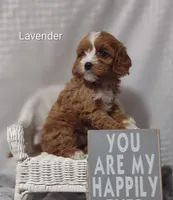 Lavender , a female Cavapoo for sale in Cadott, WI – Photo 6 of 10