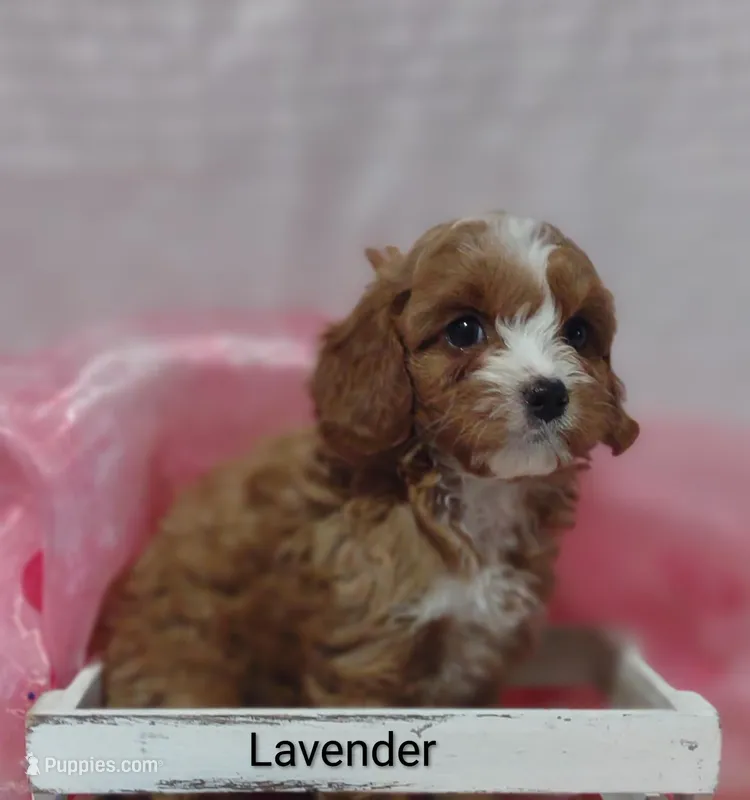 Lavender  – Cavapoo puppy on hold in Cadott, WI