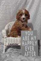 Lavender , a female Cavapoo for sale in Cadott, WI – Photo 9 of 10