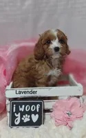Lavender , a female Cavapoo for sale in Cadott, WI – Photo 2 of 10