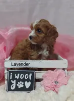 Lavender , a female Cavapoo for sale in Cadott, WI – Photo 5 of 10