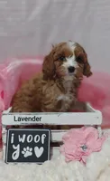 Lavender , a female Cavapoo for sale in Cadott, WI – Photo 3 of 10