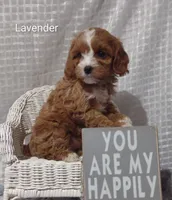 Lavender , a female Cavapoo for sale in Cadott, WI – Photo 7 of 10