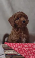 Anchor , a male Cavapoo for sale in Cadott, WI – 7 of 10