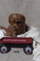 Artie , a male Cavapoo for sale in Cadott, WI – 4 of 10