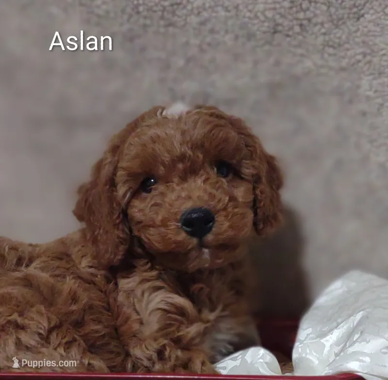 Aslan  – Cavapoo puppy for sale in Cadott, WI