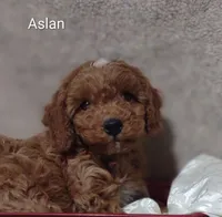 Aslan , a male Cavapoo for sale in Cadott, WI – 1 of 10