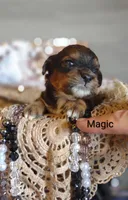 Magic , a male Shihpoo for sale in Cadott, WI – 5 of 9
