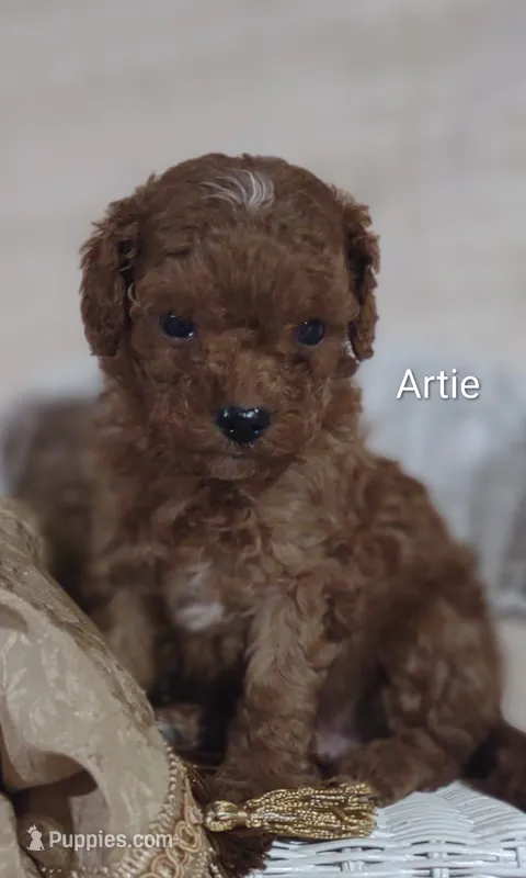 Artie  – Cavapoo puppy for sale in Cadott, WI