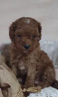 Artie , a male Cavapoo for sale in Cadott, WI – 1 of 10