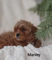 Manley , a male Shihpoo for sale in Cadott, WI – 9 of 10