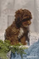 Maxwell , a male Shihpoo for sale in Cadott, WI – 3 of 7