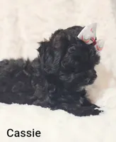 Cassie , a female Shih Tzu for sale in Cadott, WI – 5 of 10