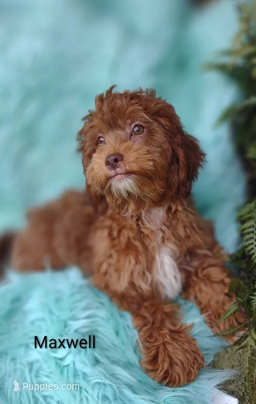 Maxwell  – Shihpoo puppy for sale in Cadott, WI