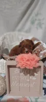 Tessa, a female Cavapoo for sale in Cadott, WI – 5 of 10