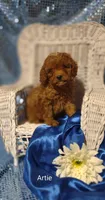 Artie , a male Cavapoo for sale in Cadott, WI – 6 of 10