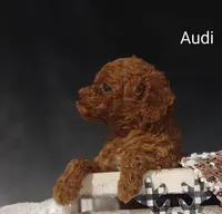 Audi , a male Cavapoo for sale in Cadott, WI – 5 of 10