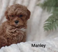 Manley , a male Shihpoo for sale in Cadott, WI – 6 of 10