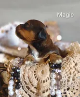 Magic , a male Shihpoo for sale in Cadott, WI – 4 of 9