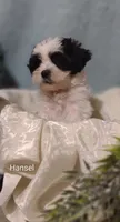 Hansel , a male Cavapoo and Shih Tzu for sale in Cadott, WI – 10 of 10