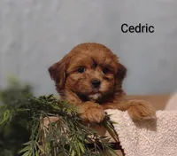 Cedric , a male Shih Tzu for sale in Cadott, WI – 6 of 8