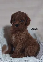 Audi , a male Cavapoo for sale in Cadott, WI – 10 of 10