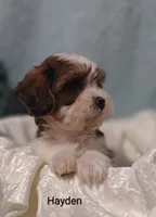 Hayden , a male Cavapoo and Shih Tzu for sale in Cadott, WI – 9 of 10