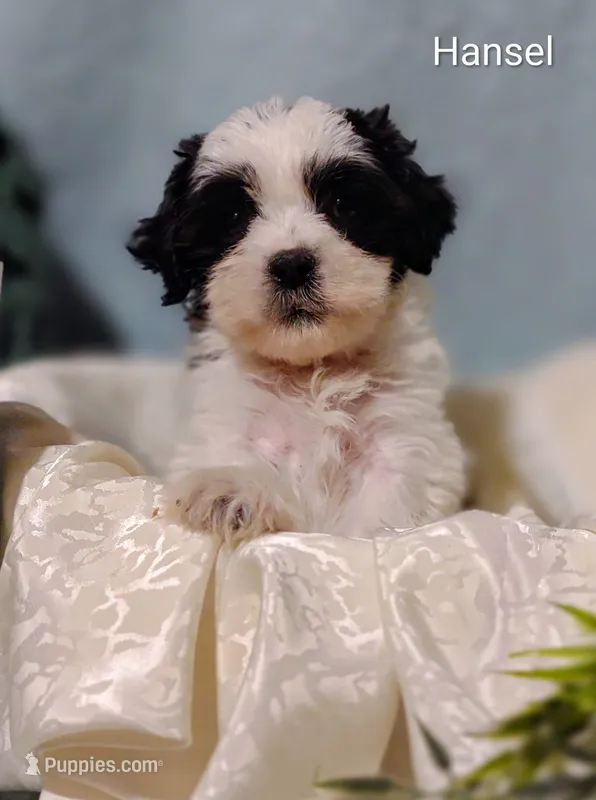 Hansel  – Cavapoo, Shih Tzu puppy for sale in Cadott, WI