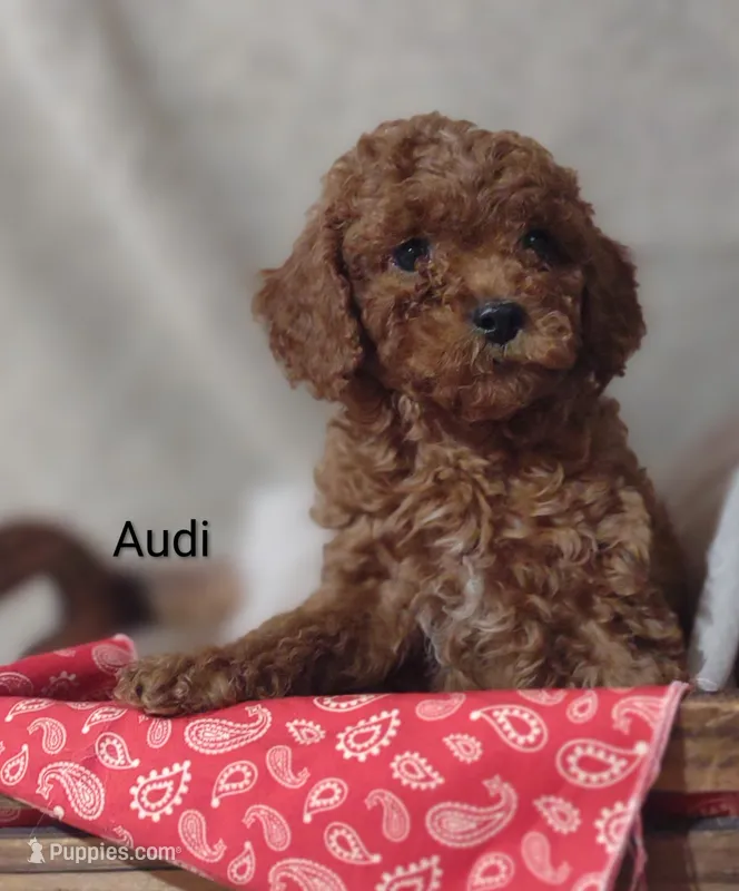 Audi  – Cavapoo puppy for sale in Cadott, WI