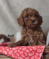 Audi , a male Cavapoo for sale in Cadott, WI – 8 of 10