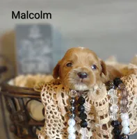 Malcolm , a male Shihpoo for sale in Cadott, WI – 4 of 5