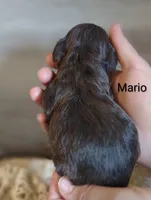 Mario , a male Shihpoo for sale in Cadott, WI – 4 of 6