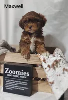 Maxwell , a male Shihpoo for sale in Cadott, WI – 2 of 9