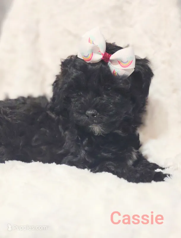 Cassie  – Shih Tzu puppy for sale in Cadott, WI