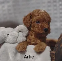 Artie , a male Cavapoo for sale in Cadott, WI – 2 of 10
