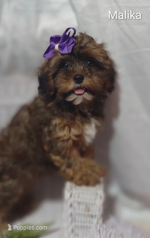 Malika  – Shihpoo puppy for sale in Cadott, WI