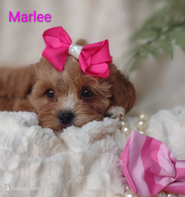 Marlee  – Shihpoo puppy for sale in Cadott, WI